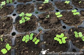 Sprouting broccoli (brassica oleracea var. Growing Broccoli From Seed The Complete Step By Step Guide Get Busy Gardening