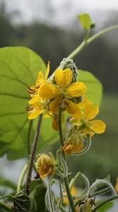 Image result for Senna hirsuta