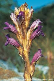 Image result for Orobanche