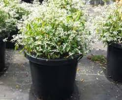Its official name is euphorbia hypericifolia 'inneuphdia' but proven winners, the growers and distributors of this plant, took the bull by the horns and gave it the more pronounceable trade name of diamond frost®. Redlands Nursery Redland Bay Qld
