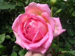 Medium climber 12ft (3.75m) bloom size: David Austin Roses Combining The Old With The New