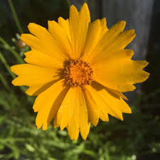 Image result for Tricliceras lanceolatum