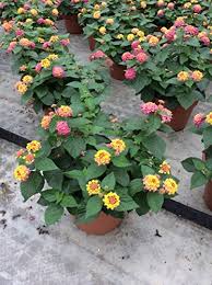 Image result for Lantana tiliifolia