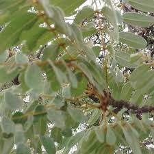 Image result for Julbernardia globiflora