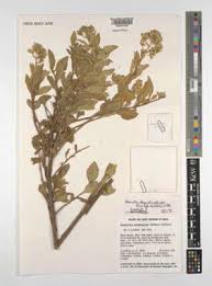 Image result for Stomatanthes