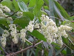 Image result for Homalium abdessammadii