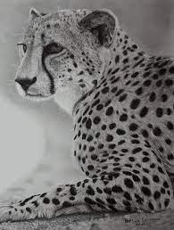 There is a zipper on the back of the head. Cheetah At Rest Bertus Combrinck Drawings Illustration Animals Birds Fish Wild Cats Cheetah Artpal