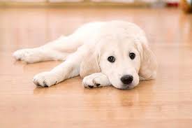 Can Dogs Eat Tuna Can Dogs Eat Canned Tuna