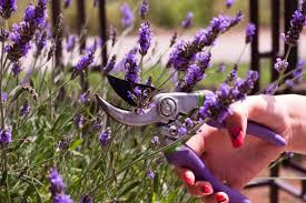 Lavendel Alles Zu Sorten Anbau Pflege Lavendel Schneiden Garten Lavendel Und Lavendel