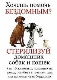 oksanka hitrova zhivotnye sobaki koshki