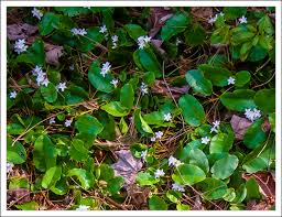 Image result for Aeollanthus repens