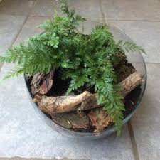Davallia (deersfoot fern, hare's foot fern, shinobu fern, rabbit foot fern, ball fern) is a genus of about 40 species of fern. Kaninchenpfotenfarn Davallia Fejeensis