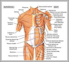 human body muscle online charts collection