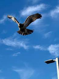 Wow One Of Our Patriot Nissan Sales Associates Josh Jordan Captured This Photo Of A Hawk That Had Perched On Our Light Tower This In 2020 Hawkeye Big Bird Patriot