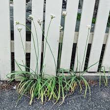 Image result for Nothoscordum borbonicum