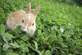 Food and vegetables bunnies can or cannot eat. Do Rabbits Eat Basil Petschoolclassroom