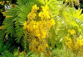 Image result for Limeum pterocarpum