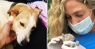 Výbuch v Bejrútu: Ochránci mají plné ruce práce se ztracenými zvířaty, lidé  nabízejí pomoc : PESWEB