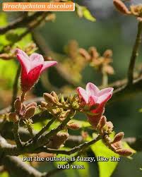 Image result for Brachychiton discolor