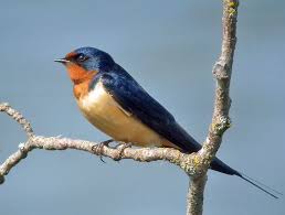 Check spelling or type a new query. Barn Swallow Natural Pest Control Birdnote
