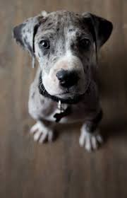 Black And Grey Spotted Dog Looks Like My Hanks Only Grey Puppies Dane Puppies Baby Dogs