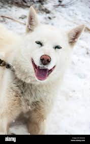 Smiling dog happy hi-res stock photography and images