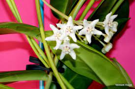 Accepted name in llifle database: Hoya Australis Ssp Oramicola Vermont Hoyas