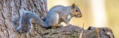 Some diabetics can eat a small to moderate amount of carrot. A Guide To What Squirrels Eat Lovethegarden