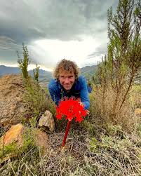 Image result for Brunsvigia