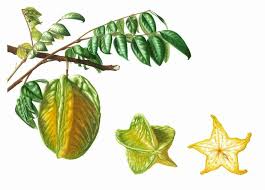 Pin On Plants Seeds Weeds And Pods