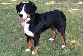 Schweizerischer klub für berner sennenhunde club suisse du bouvier bernois club svizzero del bovaro del bernese swiss club for bernese mountain. Vom Gut Maschwitz Berner Sennenhund Havanna Braun