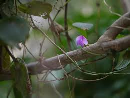 Image result for Dolichos trilobus