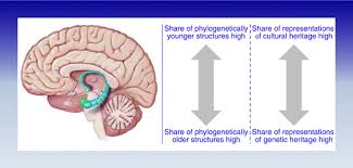 Motor control over 4 of 6 eye muscles and levator palpebrae superioris. Brain Science And Emotion Research Springerlink