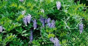 Shop for bamboo panels, willow fencing and more. How To Plant A Living Fence Using A Fast Growing Plant To Cover Fence Fence Plants Vine Fence Fast Growing Plants