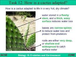 The body of a cactus actually swells in times of moisture so that. 5 1 2 Specific Adaptations Including Predator Prey Relationships Ppt Video Online Download