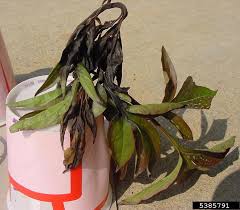 How to control phytophthora blight: Blight Phytophthora Cactorum On Peony Paeonia Sp