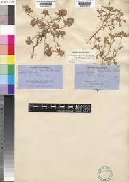 Image result for Kotschya