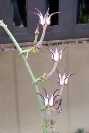 Image result for Ceropegia filipendula