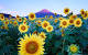 Iphone Sunflower Wallpaper