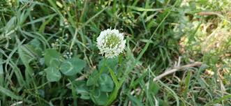 Image result for Sporobolus agrostoides
