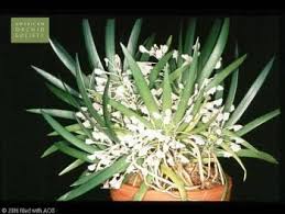 Image result for Podangis dactyloceras