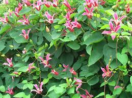 Są to pnące byliny ze zdrewniałą podstawą; Munster Baumschulen Texensis