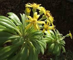 Image result for Caputia