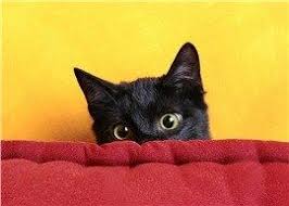 Kediler Neden Saklanir Black Cat Breeds Black Cat Appreciation Day Ragamuffin Cat