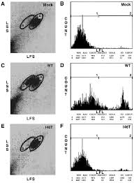 These vero cells, derived from that single african green monkey decades ago, are popular among virologists. Flow Cytometry Analysis Of Vero Cells Infected With Wild Type Or I46t Download Scientific Diagram