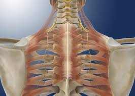 Anatomical terms allow health care professionals to accurately communicate to others which part of the body may be affected by disorder or a disease. Upper Back Anatomy Organs Cranial Cavity Wikipedia The Muscles Of The Back Can Be Classified As Either Deep Intermediate Soeltansyarafkasim