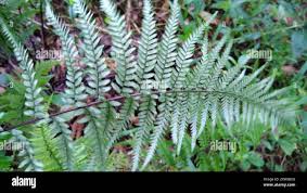 Image result for Pityrogramma calomelanos