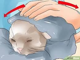 Then, fill the box with pieces of cut or torn newspaper and drape a blanket over the top. How To Help A Cat Give Birth With Pictures Wikihow Pet