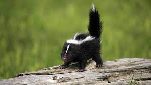 Whitby Wildlife Prevention Do Baby Skunks Spray