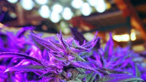There are plants which grow well indoors as they are adapted to that environment or are looked after by horticulturists. Can You Use Regular Led Lights For Grow Lights